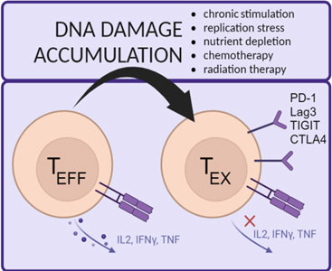 DNA damage
